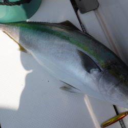 BlueNote Fishing Taxi 釣果