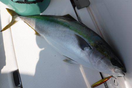 BlueNote Fishing Taxi 釣果