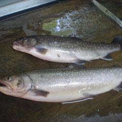 高萩ふれあいの里フィッシングエリア 釣果