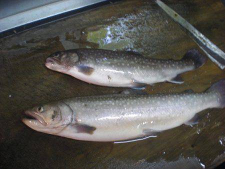 高萩ふれあいの里フィッシングエリア 釣果