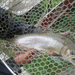 高萩ふれあいの里フィッシングエリア 釣果