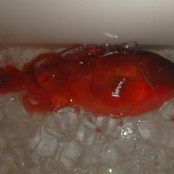 フィッシングハウス伊藤 釣果