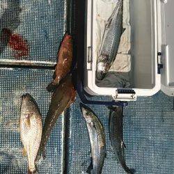 フィッシングガイド りょう 釣果