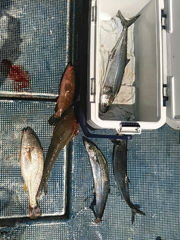 フィッシングガイド りょう 釣果