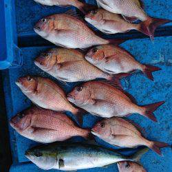 龍神丸（福井） 釣果