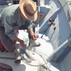 八海丸 釣果