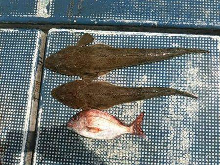 フィッシングガイド りょう 釣果