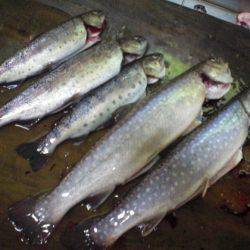 高萩ふれあいの里フィッシングエリア 釣果