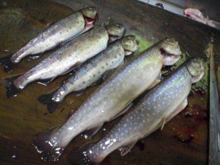 高萩ふれあいの里フィッシングエリア 釣果