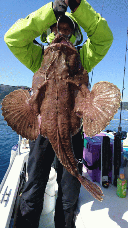 遊漁船ブルーウッズ 釣果