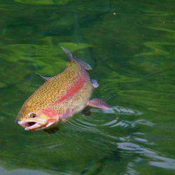 小菅トラウトガーデン 釣果