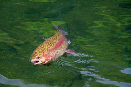 小菅トラウトガーデン 釣果