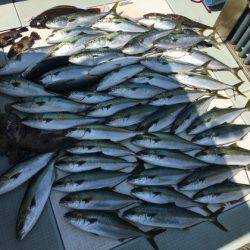 ふじしめ丸 釣果