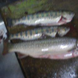 高萩ふれあいの里フィッシングエリア 釣果