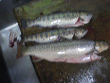 高萩ふれあいの里フィッシングエリア 釣果