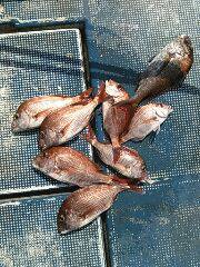 フィッシングガイド りょう 釣果