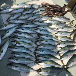 ふじしめ丸 釣果