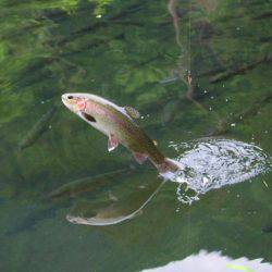 小菅トラウトガーデン 釣果