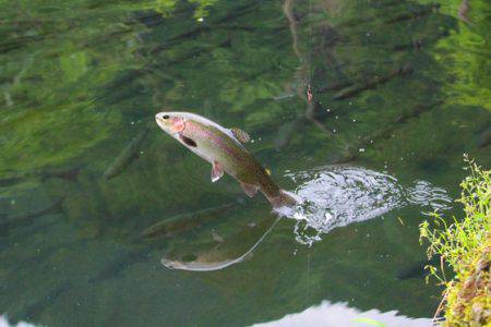 小菅トラウトガーデン 釣果
