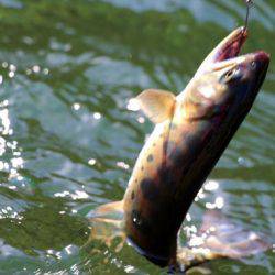 小菅トラウトガーデン 釣果