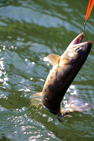 小菅トラウトガーデン 釣果