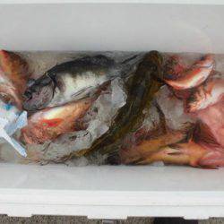 大進丸（新潟） 釣果