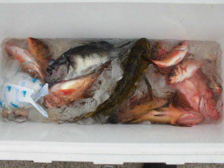 大進丸（新潟） 釣果