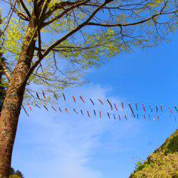 小菅トラウトガーデン 釣果