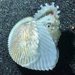 寿裕 （YOSHIHIRO） 釣果