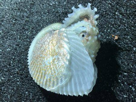 寿裕 （YOSHIHIRO） 釣果