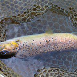 小菅トラウトガーデン 釣果