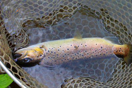 小菅トラウトガーデン 釣果