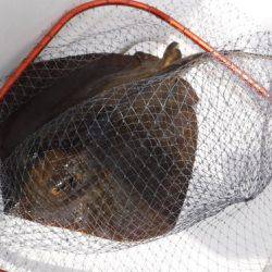 BlueNote Fishing Taxi 釣果