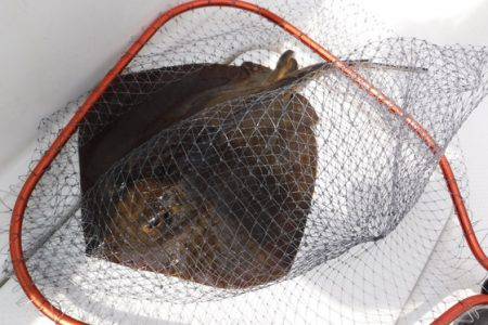 BlueNote Fishing Taxi 釣果