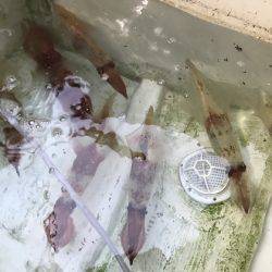 寿裕 （YOSHIHIRO） 釣果