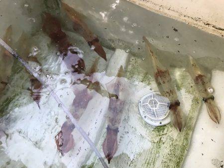 寿裕 （YOSHIHIRO） 釣果