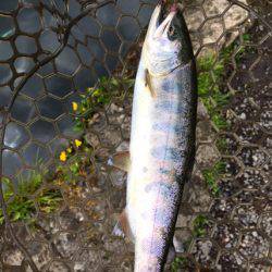 小菅トラウトガーデン 釣果