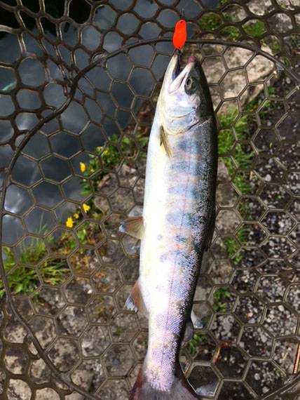 小菅トラウトガーデン 釣果