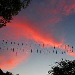 小菅トラウトガーデン 釣果