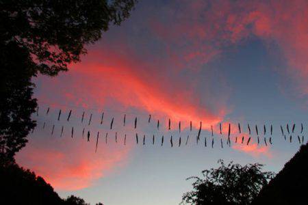 小菅トラウトガーデン 釣果