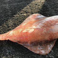 寿裕 （YOSHIHIRO） 釣果