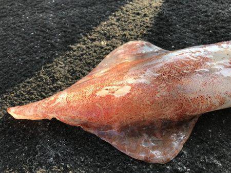 寿裕 （YOSHIHIRO） 釣果