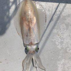 BlueOcean(ブルーオーシャン) 釣果