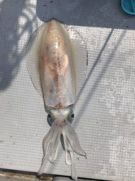 BlueOcean(ブルーオーシャン) 釣果