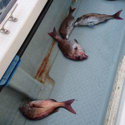 遊漁船ブルーウッズ 釣果