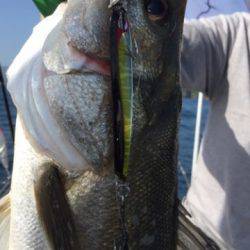 シーモンキー 釣果