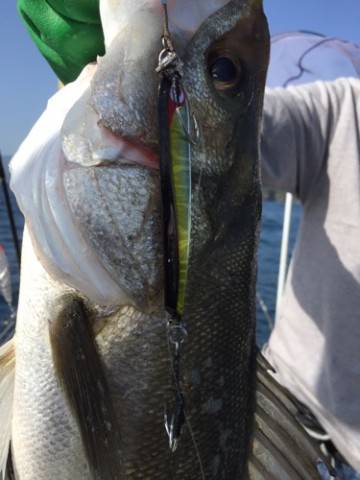 シーモンキー 釣果