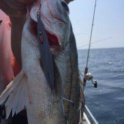 シーモンキー 釣果