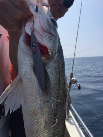 シーモンキー 釣果