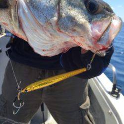 シーモンキー 釣果